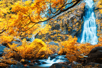 Wall Mural - Gorgeous waterfall in a colorful forest.