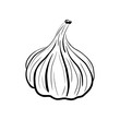 Hand drawn garlic sketch. Spicy vegetable drawn in cartoon style. Imitation of ink drawing. Natural organic spice isolated on white background. Vector illustration. For menu, icon, farmers market.