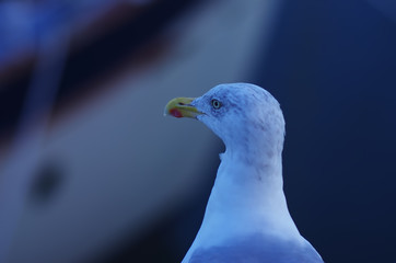 close up of white seagull seating on the pond