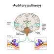 auditory pathways from cochlea in ear to cortex in brain.