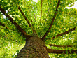 Ginkgo biloba tree. green ginko leaves. maidenhair tea. lush foliage. health supplement for immune system. herbal medicine and homeopathy. home remedy. alternative medicine