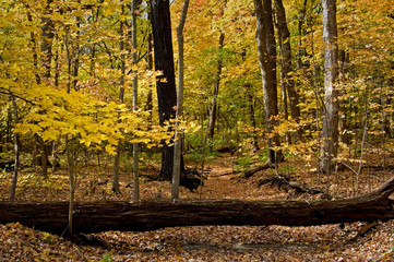 Wall Mural - A Midwest woodland in peak autumn colors.
