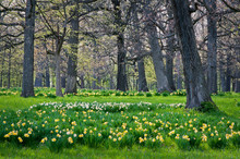 Daffodils Bloom In A Midwest Woodland On A Beautiful Spring Day.