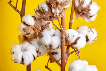 Wall Mural - Cotton plant, white cotton flowers on yellow background