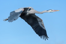 Found In Most Of North America, The Great Blue Heron Is The Largest Bird In The Heron Family.