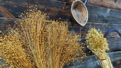 Close-up of flax crop on wooden planks background. Agriculture concept.