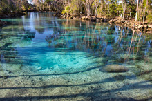 A West Indian Manatee (trichechus Manatus) Rests In The Warm, Crystal Clear Waters Of Florida's Three Sisters Springs, Where Many Manatees Winter To Survive The Cold.