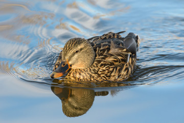 Wall Mural - Waterfowl of Colorado. Male Mallard duck in a lake.