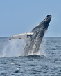 © maria t hoffman - A humpback whale jumps out of the ocean in a spectacular breaching display. (Megaptera novaeangliae) Copy space. Great South Channel, Atlantic Ocean.