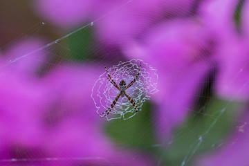 spider on a web