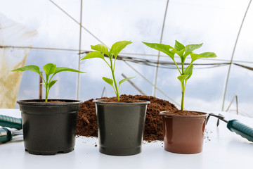 Vegetable seedlings and garden tools on white background