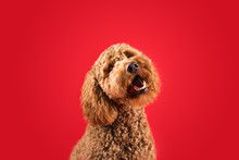 Curious Dog On Colored Background