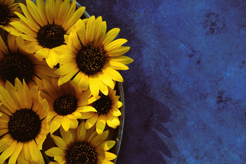 Wall Mural - Group of yellow sunflower flowers on blue texture background, copy space for summer sale concept or mother's day.