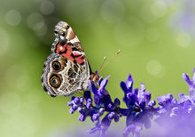 American Lady Butterfly (Vanessa Virginiensis) Feeding On Salvia Flowers 