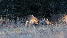 Two Young Whitetail Bucks Fighting