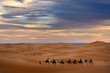 Berber guide leading a group of tourists on camels into the Erg Chebbi desert for a night ride