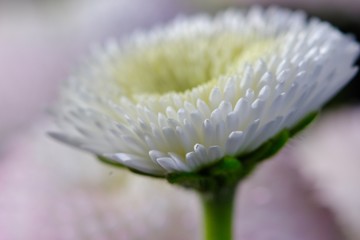 Canvas Print - daisy flower close up