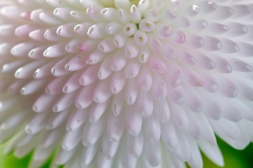 Canvas Print - daisy flower close up