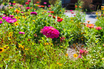 colorful flowers in the garden