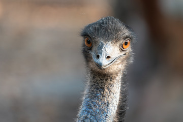 Wall Mural - close up of the head of an emu