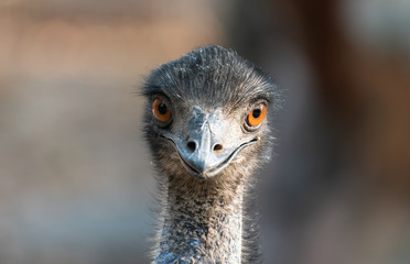 Wall Mural - close up of the head of an emu