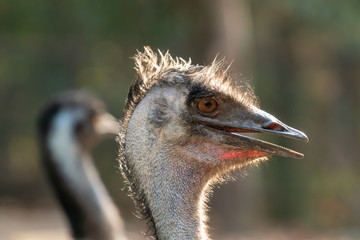 Wall Mural - close up of the head of an emu