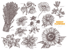 Hand Drawn Vector Set Of Wildflower Honey Plants And Flowers. Botanical Sketch Illustration. Floral Herbal Collection Of Linden, Sunflower, Lavender, Poppy, Clover, Mint, Chamomile, Buckwheat, Apple