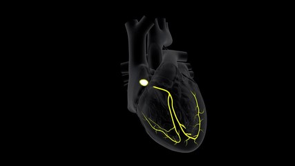 Wall Mural - AV Node Signal in the Heart