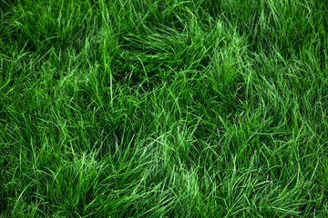 Canvas Print - Natural green grass background, fresh lawn top view