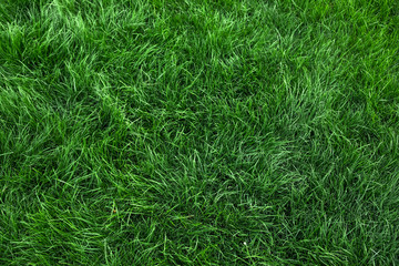 Canvas Print - Natural green grass background, fresh lawn top view