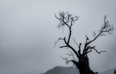 Wall Mural - Silhouette dead tree on dark dramatic sky and white clouds background for death and peace. Halloween day background. Despair and hopeless concept. Sad of nature. Death and sad emotion background.