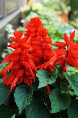 Canvas Print - Red Salvia Splendens flower Blooming