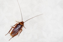 Cockroach On The Floor