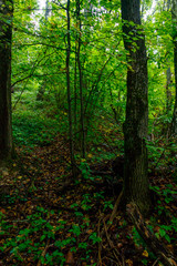 Sticker - View of a green forest at summer