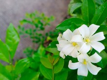White Flowers Name's Orange Jessamine Fragrant
