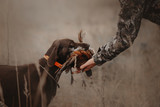 Fototapeta Konie - hunting dog gives pheasant game to owner