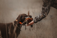 Hunting Dog Gives Pheasant Game To Owner