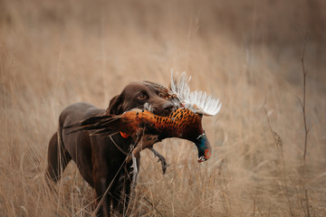 happy hunting dog bringing pheasant game in mouth