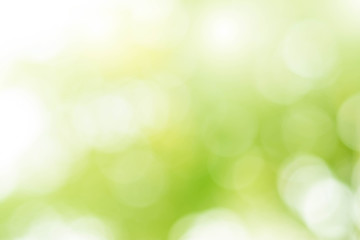 Sticker - abstract bokeh green background from the leaves