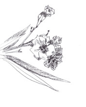 Graphic Linear Black And White Drawing Twig Blossoming Oleander