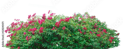 Cuadros en Lienzo Flower vine bush tree isolated t on white background.