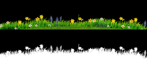 Wall Mural - spring grass and daisy wildflowers isolated with clipping path and alpha channel