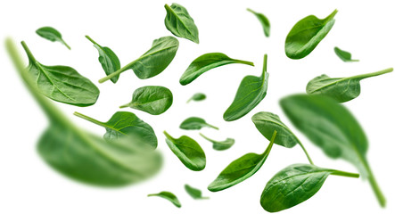 Wall Mural - Green spinach leaves levitate on a white background