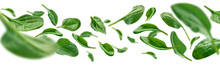 Green Spinach Leaves Levitate On A White Background