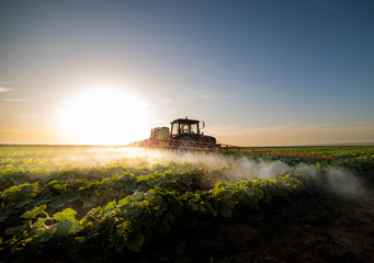 Wall Mural - Tractor spraying vegetable field in sunset.