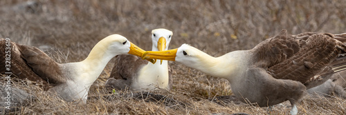Cuadros en Lienzo Galapagos Albatross aka Waved albatrosses mating dance courtship ritual on Espanola Island, Galapagos Islands, Ecuador
