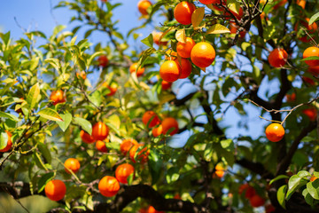 Wall Mural - Orange tree with ripe fruits. Tangerine. Branch of fresh ripe oranges with leaves in sun beams. Satsuma tree picture. Citrus