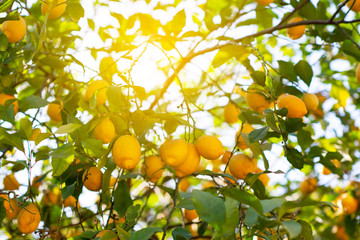 Wall Mural - Lemon tree with ripe fruits. Branch of fresh ripe lemons with leaves in sun beams. Mediterranean citrus grove