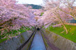 琵琶湖疏水の桜