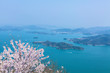 竜王山の桜と瀬戸内海